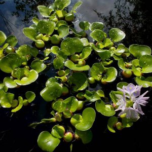 Water Hyacinth in April