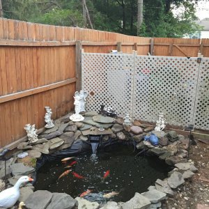 The starter pond