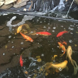 Some of the fish