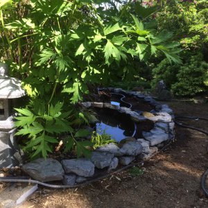 Frog Pond 1