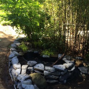 Frog Pond 1