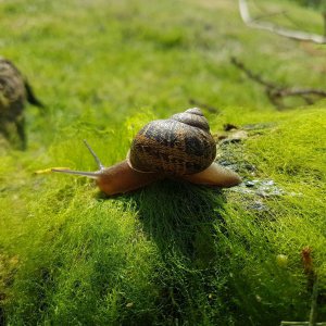 Interloping Snail