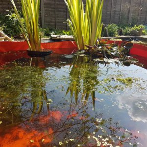 Temporary Pond