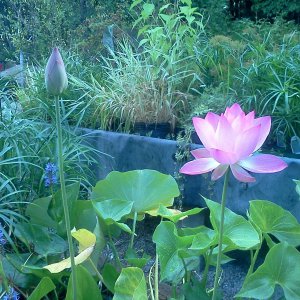 lotus