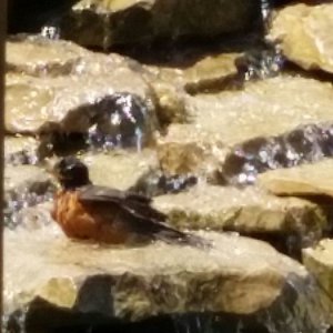 bird bath