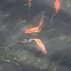 fish