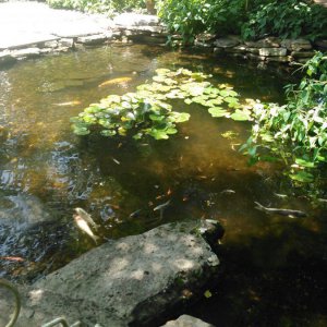Step pond