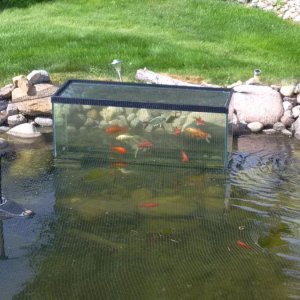 The pond's penthouse