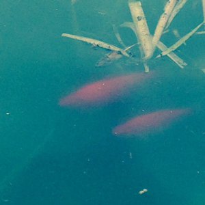 Fish/turtles in