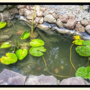 New Lilly Pads