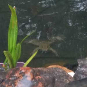 POND