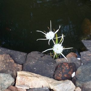 POND