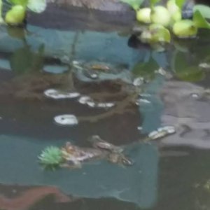 POND