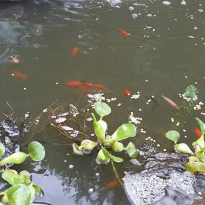 POND