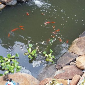POND
