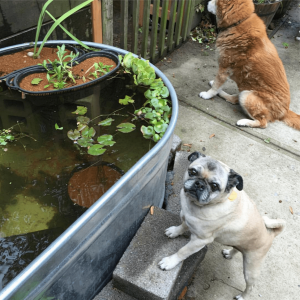 Howard Discovers the Water Garden