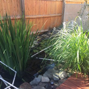 Pond 9/2016