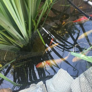 Pond fish 9/2016