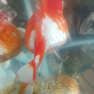 Ballooned Sarasa