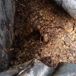 Mole