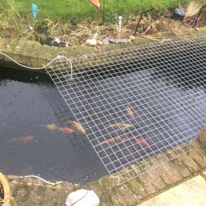 Heron Proof Pond 2