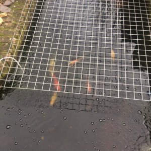 Fish underneath wire