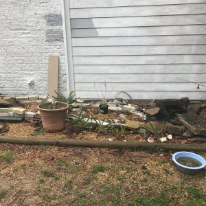 Original pond over wintering