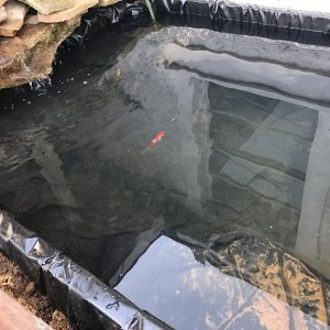 Pond