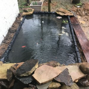 Pond