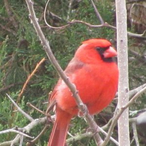 Cardinal