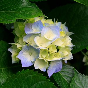 Hydrangea