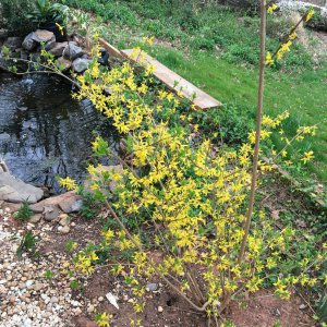 Forsythia
