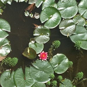 Lily