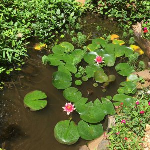 Lillies