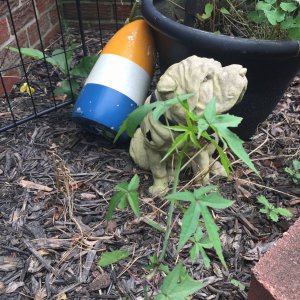 Identify plant