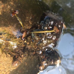 Tuber 1