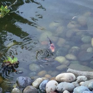 Koi
