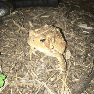 American Toad