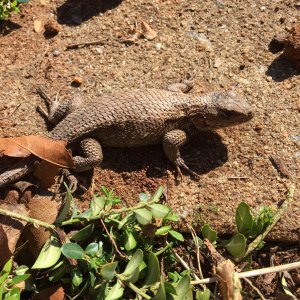 Eastern Fence Lizard