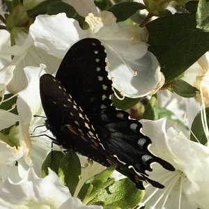 Tiger Swallowtail Butterfly