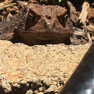 American Toad Face