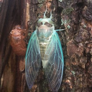 Cicada