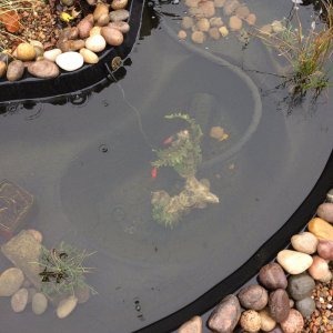 4 fish in pond