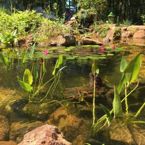 Pond