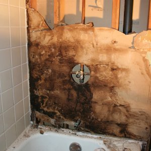 shower mold