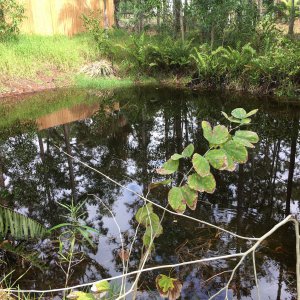 Big Pond
