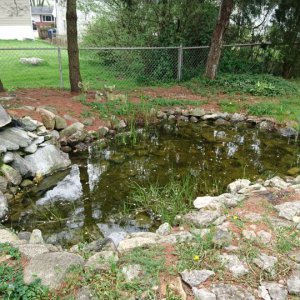 My pond - not looking too great at the moment!