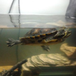...just keep swimming...