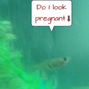 Pregnant?