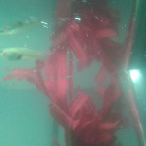 Female pregnant?